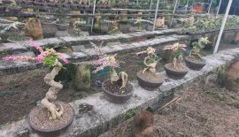 Cần thăng đọt hồng gluu cả nhà