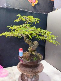 Giao lưu cây me quái già, trái đc 1 mùa