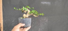 Gl ae sam hương 300k bao phí