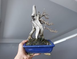 Em Linh Sam Ninh Thuận hoa tím mini...