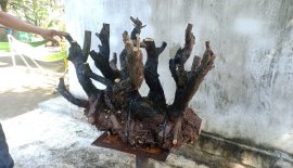 Cụm cẩm thị..sống khoẻ..gl ae