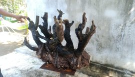 Cụm cẩm thị..sống khoẻ..gl ae