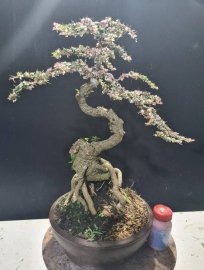 Gluu cây cần thăng cẩm thạch