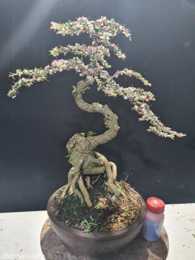 Gluu cây cần thăng cẩm thạch