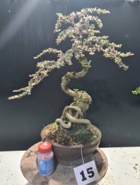 Gluu cây cần thăng cẩm thạch