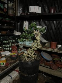 Lên chậu chơi tạm là được rồi