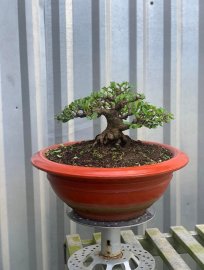Em trang vàng gần hoàn thiện chia sẻ cả nhà