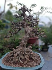 Mai chiếu thủy