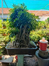 Ngũ da bì , cây lớn cho ae để sân vườn