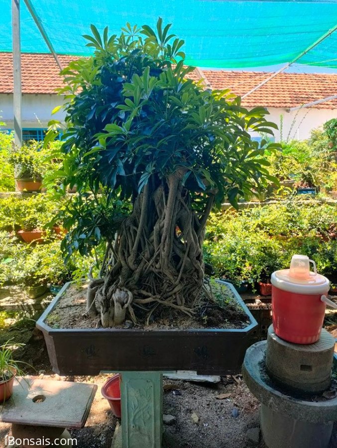 Ngũ da bì , cây lớn cho ae để sân vườn