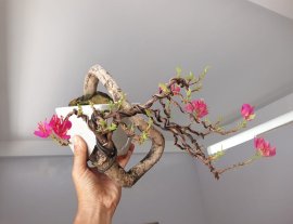 Giấy Mỹ zin và hoa...