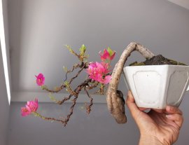 Giấy Mỹ zin và hoa...