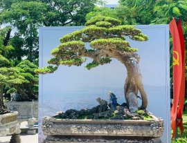 Một số tp tại triển lãm Bình Định❤️