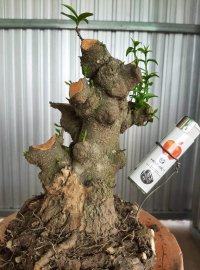 Chia sẻ ae lô phôi mai chiếu thủy Nu gò công