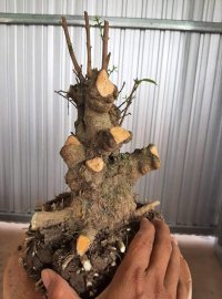 Chia sẻ ae lô phôi mai chiếu thủy Nu gò công