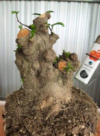 Chia sẻ ae lô phôi mai chiếu thủy Nu gò công