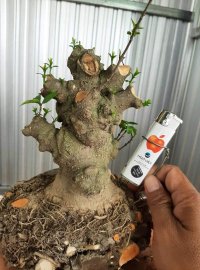 Chia sẻ ae lô phôi mai chiếu thủy Nu gò công
