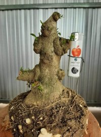 Chia sẻ ae lô phôi mai chiếu thủy Nu gò công