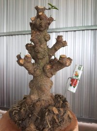 Chia sẻ ae lô phôi mai chiếu thủy Nu gò công