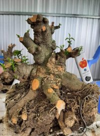 Chia sẻ ae lô phôi mai chiếu thủy Nu gò công