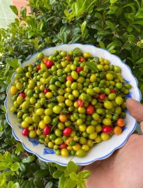 Phân hữu cơ BB ( Úc ) luôn là lựa chọn tin tưởng của vườn em