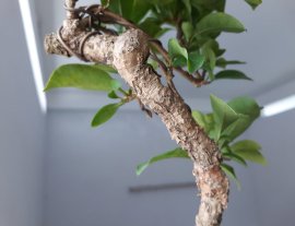 Em Lài Nhật mini...