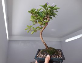 Em Lài Nhật mini...