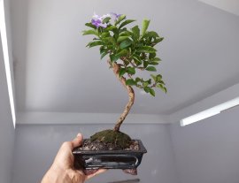 Em Lài Nhật mini...