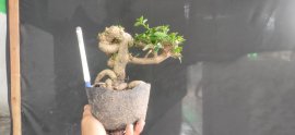 Gl ae sam hương 250k bao phí 