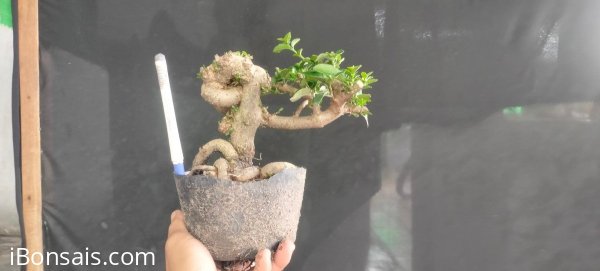 Gl ae sam hương 250k bao phí