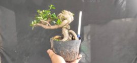 Gl ae sam hương 250k bao phí 