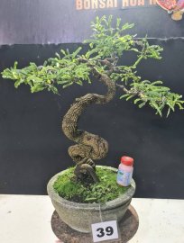Me quái già, đã gỡ kẽm