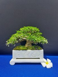 Mai chiếu thủy lá trung