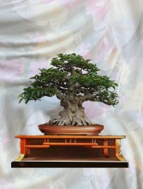 Mai chiếu thủy