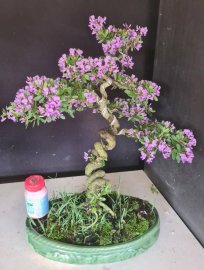 Giao lưu linh sam siêu hoa rin