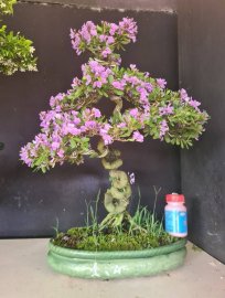 Giao lưu linh sam siêu hoa rin