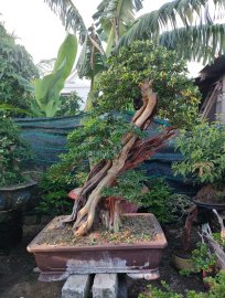 Trắc nghệ, cây đẹp vườn nhà.