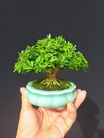 Linh sam 86 cao 8cm