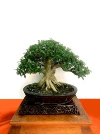 Tp mai chiếu thủy