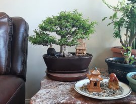 Mai chiếu thủy từ Canada