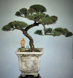 Cây Dương (phi lao) bonsai