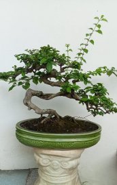 Cây găng tu hú