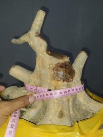 Sam hương
