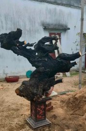 Cẩm thị khủng