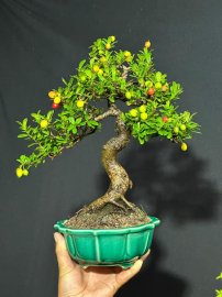 Hải châu