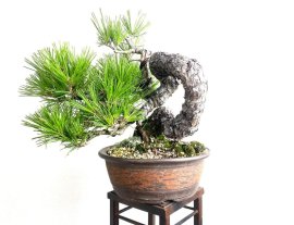 Tập chơi thông đen