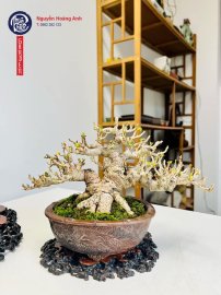 Dâm bụt đài loan
