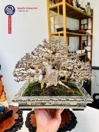 Mai chiếu thuỷ ạ!