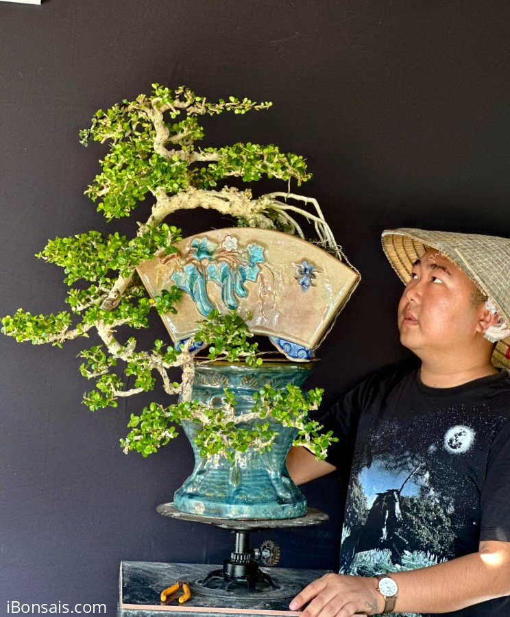 Khai thác trái đổ ôm chậu quạt