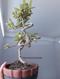 Ngọc Châu Nhật ...